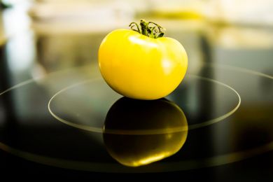 Helmut Raab: Tomatenschönheit